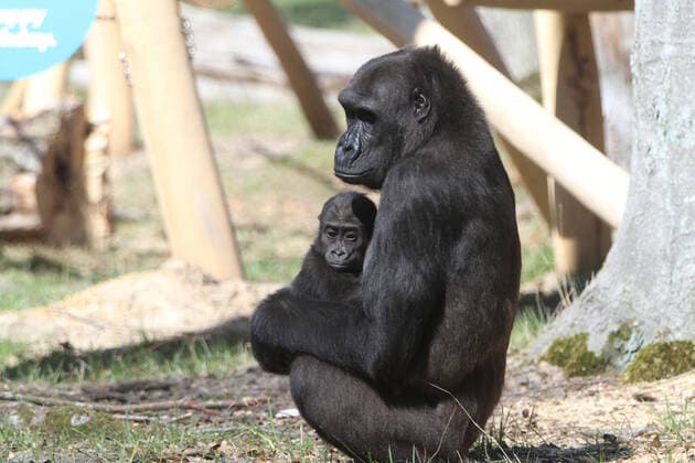 Bilder des Jahres 2021, Entertainment 04 April Entertainment Themen der Woche KW16 Entertainment Bilder des Tages Vor-Ort-Pressetermin am Freitag (23.04.2021) im Zoo der Stadt Rostock bei dem Gorillajungen Moyo (das Herz) und seiner Mutter Zola. Der Herzensbrecher Nr. 1 im Zoo der Hansestadt feiert am 23. April seinen ersten Geburtstag. Aus diesem Anlass gab es im Verlauf des Tages von dem Premiumpartner des Zoos, den örtlichen Stadtwerken, für den Affen ein Geschenk. Die Stadtwerke Rostock als Paten der Gorillagruppe um Silberrücken Assumbo zählen seit 2004 zu den Hauptsponsoren des Rostocker Zoos für Natur- und Artenschutz und leisten damit einen wichtigen Beitrag zur Unterhaltung und Fortentwicklung der größten Freizeiteinrichtung der Hanse- und Universitätsstadt und des Landes.