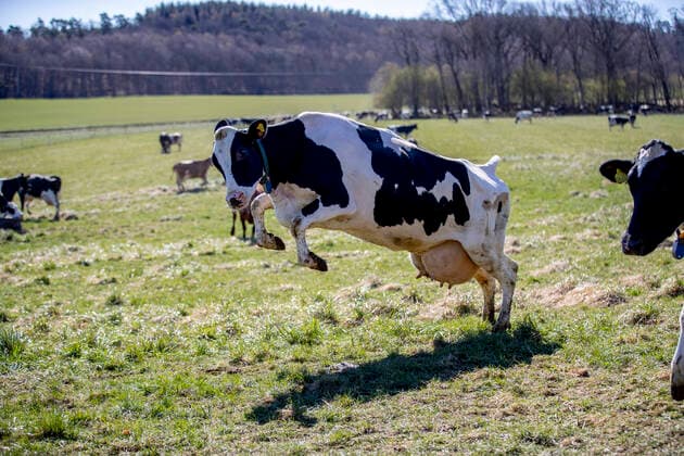Cow release or pasture release at the farm Berte Gard outside Falkenberg, Sweden April 24, 2020 Happy cows get all excited when they finally after six long months in the barn can munch on fresh grass and feel the airy outdoor breeze again The spring cow release is norma  Copyright: xAdamxIhse TTx COW RELESE SWEDEN