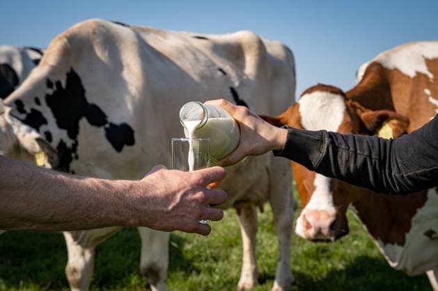 Milchwirtschaft - demonstratives Einschenken von Milch in ein Trinkglas auf einer Kuchweide zwischen Kühen, landwirtschaftliches Symbolfoto. Milchviehhaltung - Kühe auf der Weide. Bei Milchpreisen auf niedrigem Niveau und ständig steigenden Auflagen stehen viele junge Hofnachfolger vor der schwierigen Frage, ob sie den elterlichen Betrieb noch übernehmen sollen. Raum Weser-Ems Niedersachsen Deutschland