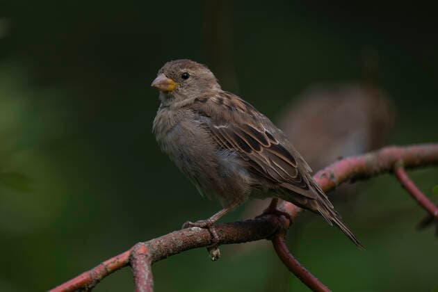 Ein Feldsperling (Passer montanus) oder Feldspatz auf einem Ast in Berlin-Friedrichsfelde. Foto: Volker Hohlfeld Feldsperling