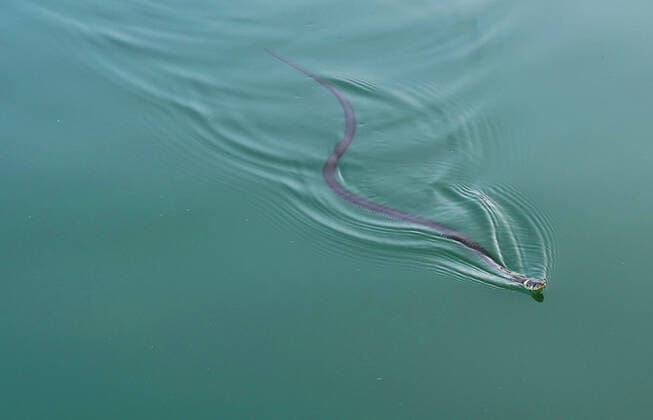Creative Highlights World Ringelnatter GER, 20210822 Symbolbild, Schwimmende Ringelnatter
