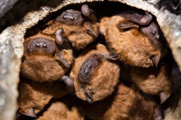 Großer Abendsegler (Nyctalus noctula), Nistkasten Copyright: imageBROKER L.xWerle iblwlu05377752.jpg