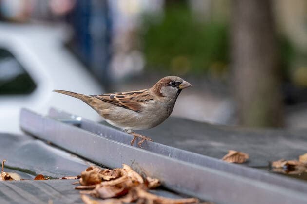 Entertainment Bilder des Tages Haussperling – (auch Spatz oder Hausspatz) in Berlin. House sparrow - (also sparrow or house sparrow) in Berlin. Haussperling