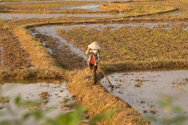 Vietnamese planting rice on a rice paddy field, 13.10.2020, Copyright: xolgagordeevax Panthermedia26509567
