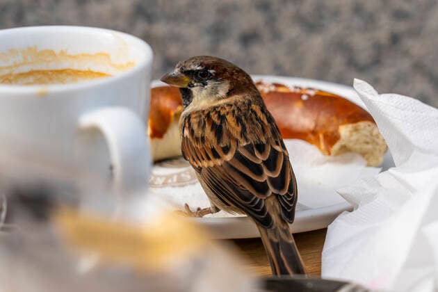 Ein Haussperling (Passer domesticus), auch Spatz oder Hausspatz genannt, auf einem verlassenen Frühstücksgedeck eines Restaurants Unter den Linden in Berlin-Mitte. Foto: Volker Hohlfeld Frühstück