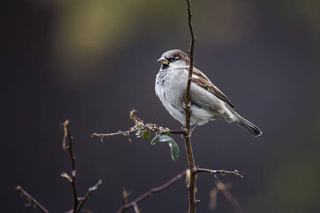 Ein Spatz auf einem Zweig, aufgenommen in Berlin, 27.10.2021. Berlin Deutschland