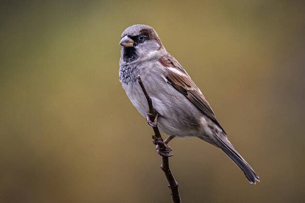 Ein Spatz auf einem Zweig, aufgenommen in Berlin, 27.10.2021. Berlin Deutschland