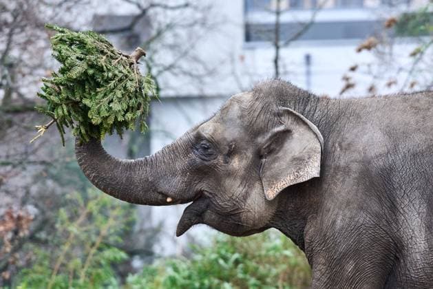 Bilder des Jahres 2021, Entertainment 12 Dezember Entertainment Themen der Woche KW52 Entertainment Bilder des Tages Elefanten bei der tradtionellen Weihnachtsbaumfütterung im Berliner Zoo. Auf der Speisekarte stehen die Tannenbäume, die nicht den Weg in die Berliner Wohnzimmer gefunden haben. Elephants at the traditional Christmas tree feeding at the Berlin Zoo. On the menu are the Christmas trees that have not found their way into Berlin s living rooms. snapshot-photography F.Boillot