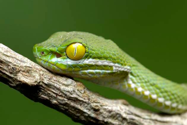 Creative Highlights World Grossaugen-Bambusotter, Grossaugenbambusotter (Trimeresurus macrops, Cryptelytrops macrops), Portraet, Thailand, Khao Yai Nationalpark Kramer s Pit Viper, Large-eyed pitviper, Dark Green Pit Vipe (Trimeresurus macrops, Cryptelytrops macrops), portrait, Thailand, Khao Yai National Park BLWS659884