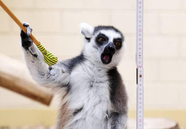 Bilder des Jahres 2022, Entertainment 01 Januar Entertainment Themen der Woche KW03 Entertainment Bilder des Tages Inventur im Thueringer Zoopark Erfurt 18.01.2022, Erfurt, Thueringer Zoopark, Inventur, Elefanten, Kattas und Nashoerner werden gezaehlt und vermessen im Bild: Katta wird mit Zollstock vermessen