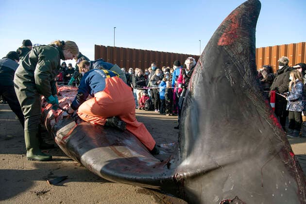 Bilder des Jahres 2022, News 01 Januar News Themen der Woche KW04 News Bilder des Tages Doed naebhval i Kolding Fjord dissekeres paa havnen i Kolding, fredag den 28. januar 2022. Der er tale om en saakaldt nordlig doegling, der hoerer til familien af naebhvaler. Biologer og andre fagfolk forsoeger at finde doedsaarsagen.. , Kolding Denmark