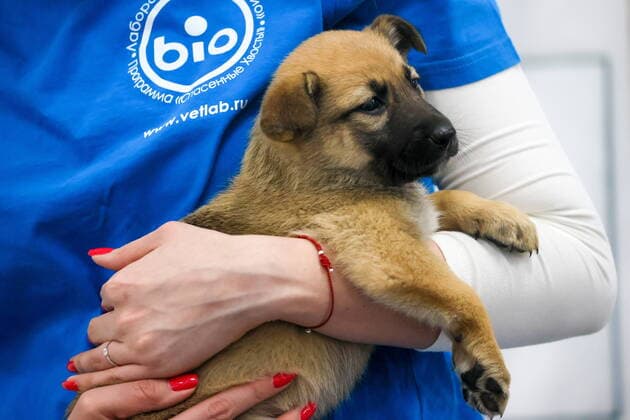 MOSCOW, RUSSIA - MARCH 26, 2022: A puppy is seen during a pet adoption event at the Museum of Moscow. The Yuna animal shelter and the Museum of Moscow are holding the Yuna-Fest charity festival to rehome abandoned animals; all the animals taking part in the festival are vaccinated, microchipped, ready to be domesticated, and can be taken home from the event right away. Sergei Savostyanov TASS  TS1299CD