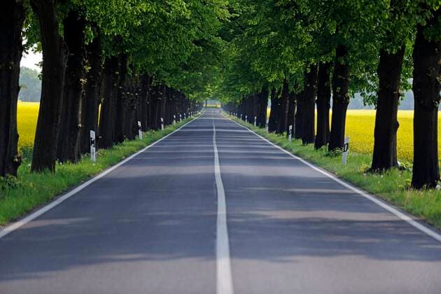 IMAGO Creative: Gesellschaft, Mobilität auf dem Land Linde (Tilia spec.), Lindenallee durch bluehende Rapsfelder, Deutschland, Brandenburg basswood, linden, lime tree (Tilia spec.), linden avenue through blooming rapeseed fields, Germany, Brandenburg BLWS665477