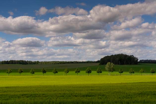 DIe Straße zwischen Wiesenburg und Bad Belzig mit jungen Bäumen durchquert grüne Felder., auf dem Foto bei Bad Belzig (Landkreis Potsdam-Mittelmark). Foto: Volker Hohlfeld Baumallee