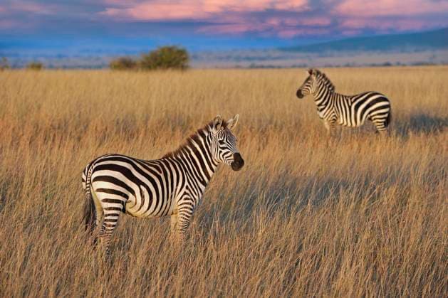 IMAGO Nature: Unsere Erde, Naturschutz, Naturschutzgebiete in Afrika Steppenzebra (Equus quagga boehmi), im Abendlicht, Masai Mara, Nationalpark, Kenia, Ostafrika, Afrika Copyright: imageBROKER IngoxSchulz ibxisb08311920.jpg