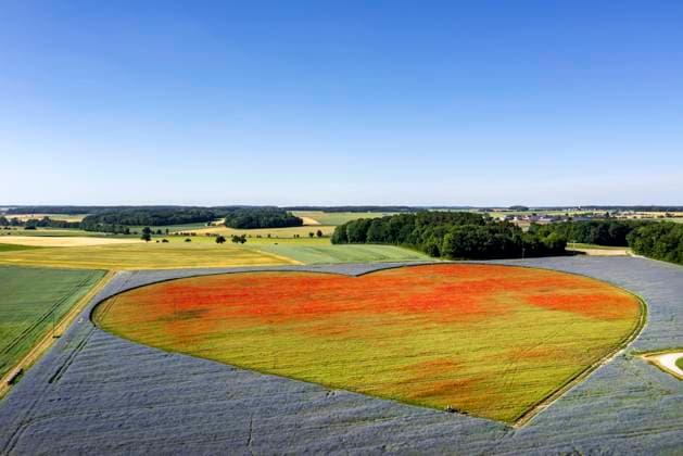 Bilder des Jahres 2022, News 06 Juni News Bilder des Tages Blühendes Herz als Zeichen für herzkranke Kinder. Auf einer Fläche von rund zehn Hektar blühen in Blaufelden in der Hohenloher Ebene Millionen von Kornblumen (Centaurea cyanus) und Mohn (Papaver). Allein 12,5 Millionen Mohnblüten sollen es sein. Das Blumenherz der Stiftung KinderHerz Deutschland gGmbH wird unterstützt vom Saatgutproduzenten örtlichen Saatgutproduzenten Rieger-Hofmann, das sich zudem für die naturnahe Begrünung mit gebietseigenen Wildarten engagiert. Deutschland, Baden-Württemberg, Blaufelden.
