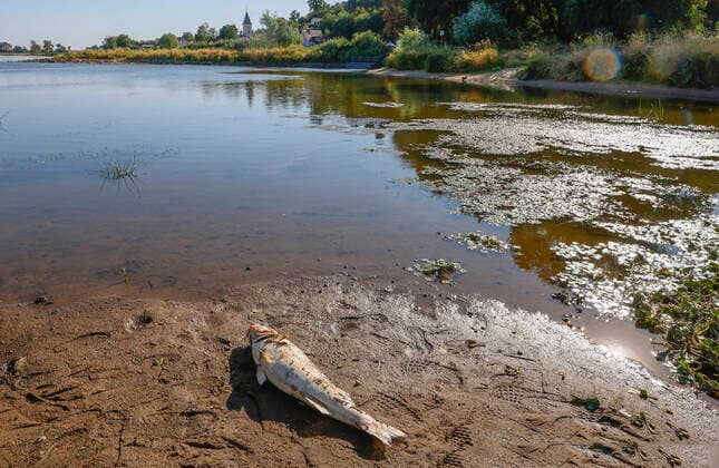 Bilder des Jahres 2022, News 08 August News Themen der Woche KW32 News Bilder des Tages Lebus, 11.08.2020 - Fischsterben in der Oder, hier bei Lebus (MOL) zwischen den Buhnenfeldern liegen die verschiedenen tote Fischrten, Zander, Heht, Bleie, Barben, Bsche und auch große Welse. Im Vordergrund ein ca 3 kg schwerer toter Zander. Im Hintergrund diLebuser Kirche. Fischsterben inder Oder