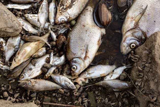 Bilder des Jahres 2022, News 08 August News Themen der Woche KW32 Brandenburg, Tote Fische in der Oder an der Grenze zu Polen The Oder River Contaminated On Polish-German Border Dead fish lie on the bank of Oder river in Kostrzyn on Oder in Poland on August 13, 2022. The Oder river, which partly runs on the Polish - German border, is believed to have been contaminated with toxic, chemical or biological pollutants. The scale of pollution is very large, tons of dead fish were pulled out of the water by volunteers. The contamination is believed to have started in Olawa in southern Poland. People are urged not to enter or use the river™s waters. The Polish Prime Minister, Mateusz Morawiecki pleages a thorough investigation and severe consequences for the polluters. Kostrzyn on Oder lubuskie Poland  Copyright: xDominikaxZarzyckax originalFilename: zarzycka-theoderr220813_nppZT.jpg