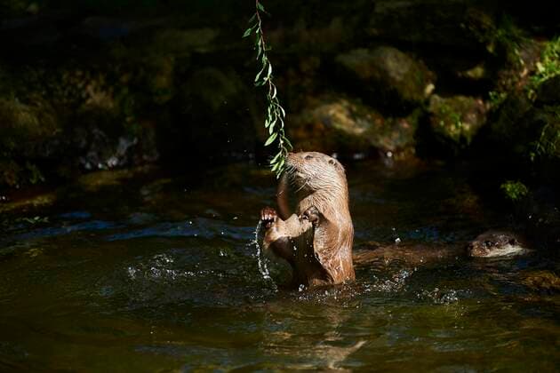 Fischotter (Lutra lutra), spielend im Wasser, Bayern, Deutschland, Europa Copyright: imageBROKER Davidx&xMichaxSheldon ibxshe08487493.jpg
