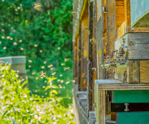 bienenstock,honigbienen,bienenhaus,bienenhäuser,bienenstand,bienenstände,bienenstöcke,bienenzucht