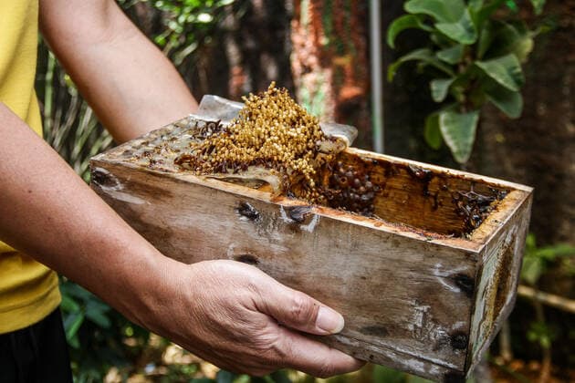 September 22, 2022, Bandung, West Java, Indonesia: A farmer showed trigona itama bee cages in urban areas in Bandung. The Tamalago Forest Farmers Group (KTH) innovates to make the cultivation of Trigona bees in urban areas (Urban Bee) capable of producing 2 kilograms of honey per two months. In addition to the consumption of local residents, the honey is marketed to various regions in West Java at a price of $4 to $12 depending on size. Bandung Indonesia - ZUMAs281 20220922_zip_s281_003 Copyright: xAlgixFebrixSugitax