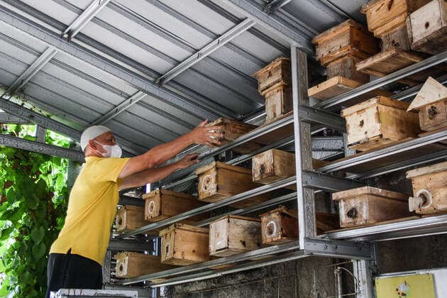 September 22, 2022, Bandung, West Java, Indonesia: A farmer harvest trigona itama bee in urban areas in Bandung. The Tamalago Forest Farmers Group (KTH) innovates to make the cultivation of Trigona bees in urban areas (Urban Bee) capable of producing 2 kilograms of honey per two months. In addition to the consumption of local residents, the honey is marketed to various regions in West Java at a price of $4 to $12 depending on size. Bandung Indonesia - ZUMAs281 20220922_zip_s281_004 Copyright: xAlgixFebrixSugitax