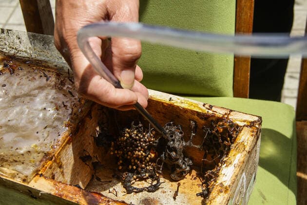 September 22, 2022, Bandung, West Java, Indonesia: A farmer harvest trigona itama bee in urban areas in Bandung. The Tamalago Forest Farmers Group (KTH) innovates to make the cultivation of Trigona bees in urban areas (Urban Bee) capable of producing 2 kilograms of honey per two months. In addition to the consumption of local residents, the honey is marketed to various regions in West Java at a price of $4 to $12 depending on size. Bandung Indonesia - ZUMAs281 20220922_zip_s281_005 Copyright: xAlgixFebrixSugitax