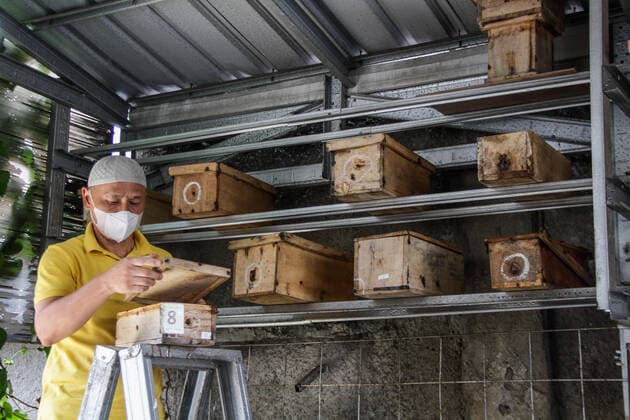 September 22, 2022, Bandung, West Java, Indonesia: A farmer harvest trigona itama bee in urban areas in Bandung. The Tamalago Forest Farmers Group (KTH) innovates to make the cultivation of Trigona bees in urban areas (Urban Bee) capable of producing 2 kilograms of honey per two months. In addition to the consumption of local residents, the honey is marketed to various regions in West Java at a price of $4 to $12 depending on size. Bandung Indonesia - ZUMAs281 20220922_zip_s281_011 Copyright: xAlgixFebrixSugitax