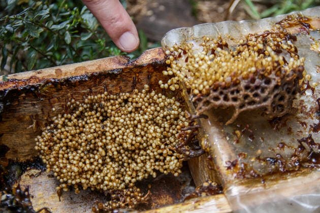 September 22, 2022, Bandung, West Java, Indonesia: A farmer showed trigona itama bee cages in urban areas in Bandung. The Tamalago Forest Farmers Group (KTH) innovates to make the cultivation of Trigona bees in urban areas (Urban Bee) capable of producing 2 kilograms of honey per two months. In addition to the consumption of local residents, the honey is marketed to various regions in West Java at a price of $4 to $12 depending on size. Bandung Indonesia - ZUMAs281 20220922_zip_s281_016 Copyright: xAlgixFebrixSugitax