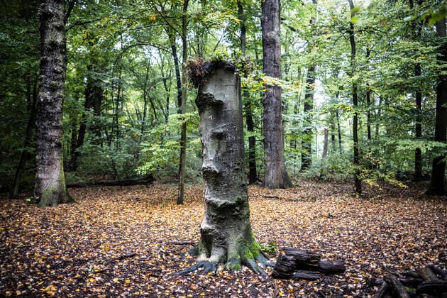 Presserundgang und Buchvorstellung Wildnis in Frankfurt, Frankfurter Biegwald, Frankfurt, Bild x von 28 Frankfurt, 14.10.2022 Presserundgang und Buchvorstellung Wildnis in Frankfurt, Frankfurter Biegwald, Frankfurt, im Bild: Totholz abgestorbener Baum,