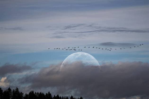 Bilder des Jahres 2022, News 10 Oktober News Themen der Woche KW44 Rückeroth Themenfoto: Herbst, Mond, Zugvoegel, 31.10.2022 Ein Schwarm Kraniche zieht in Richtung Winterquartier, im Hintergrund ein grosser Vollmond, Themenfoto: Herbst, Mond, Zugvoegel - Copyright: xAugstx xEibner-Pressefotox EP_jat