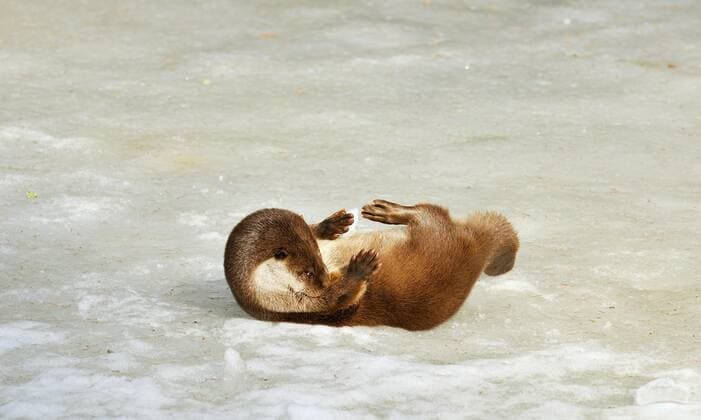 Europäischer Fischotter (Lutra lutra) bei der Fellpflege auf dem Eis eines zugefrorenen Teiches im Winter, Deutschland, Europa
