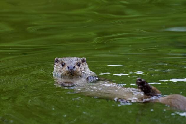 Europäischer Flussotter (Lutra lutra) schwimmt auf dem Rücken im Fluss