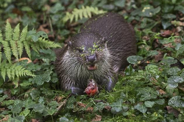 Europäischer Flussotter (Lutra lutra) frisst gefangenen Fisch im Wald