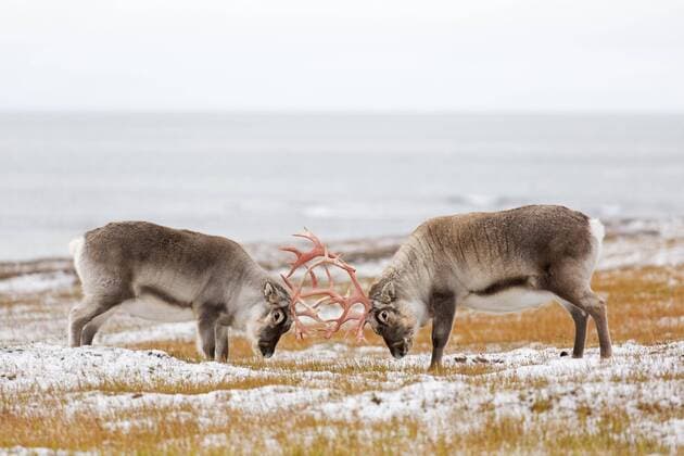 News Themen der Woche KW48 News Bilder des Tages Creative Highlights World Zwei männliche Spitzbergen-Ren (Rangifer tarandus platyrhynchus), Bullen, die auf der Tundra im Herbst mit ihren Geweihen kämpfen, Herbst, Svalbard, Norwegen, Europa