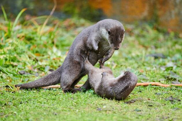 Zwei Fischotter (Lutra lutra) spielen miteinander auf einer Wiese im Bayerischen Wald, Bayern, Deutschland, Europa Copyright: imageBROKER Davidx&xMichaxSheldon ibxshe08899243.jpg
