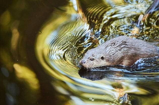 Creative Highlights World Fischotter (Lutra lutra) beim Schwimmen in einem kleinen See im Bayerischen Wald, Bayern, Deutschland, Europa Copyright: imageBROKER Davidx&xMichaxSheldon ibxshe08899517.jpg