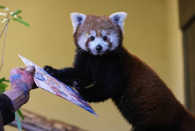 Bilder des Jahres 2022, Entertainment 12 Dezember Entertainment Themen der Woche KW51 Entertainment Bilder des Tages 23.12.2022, NRW, Nordrhein-Westfalen, Kleve, Tiergarten Kleve, Zoo, malendes Tier, Malerei, Tiermalerei, Kunst, Roter Panda, das Panda Weibchen KAMALA malt, die Bilder sollen zur Finanzierung des Ausbaus der neuen Panda-Anlage und ein Artenschutzprojekt für den Roten Panda verkauft werden, Das medizinische Training wurde um eine künstlerische Aufgabe erweitert und die Pfoten von KAMALA werden mit ungiftiger Fingerfarbe betupft, mit denen das Tier dann einzigartige Kunstwerke malt, Kleve Deutschland Copyright: xRalfxIbingx xSnowfieldxPhotographyx SF231222KamalaR41