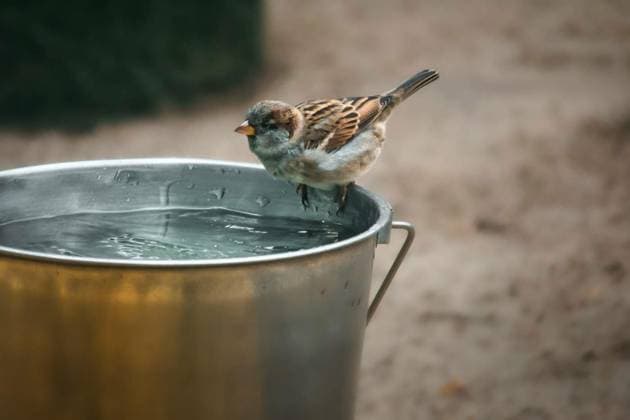 Sparrow bathing at a water bucket. endangered species. cute little bird. animal, Sparrow bathing at a water bucket. endangered species. cute little bird. animal photo in the wild, Sparrow bathing at a water bucket. endangered species. cute little bird. animal photo in the wild, 19.09.2022, Copyright: xMartinKoebschx Panthermedia31873484.jpg