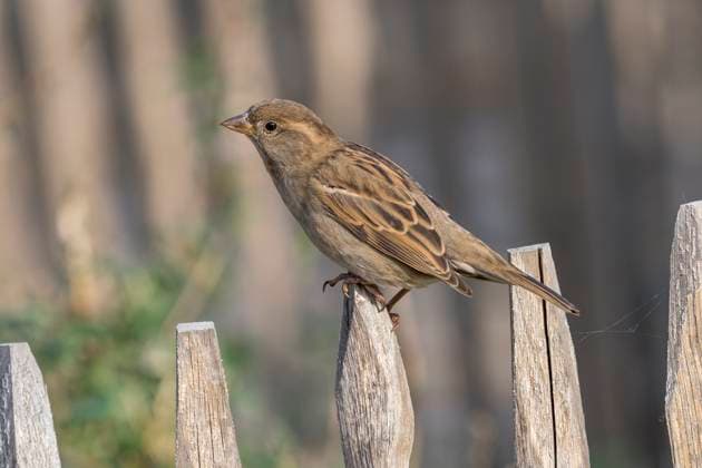 Haussperling, Spatz, Passer domesticus, Sparrow, Singvogel, sitzt auf der Spitze eines Holzzauns, am 31.10.2022 im Berliner Zoologischen Garten Zoologischer Garten - Berlin