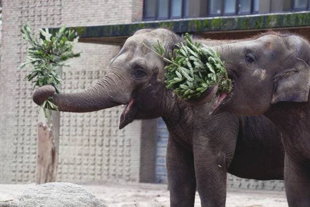 Bilder des Jahres 2023, Entertainment 01 Januar Entertainment Themen der Woche KW02 Entertainment Bilder des Tages Weihnachtsbaumfütterung im Zoo Copyright: RetoxKlar