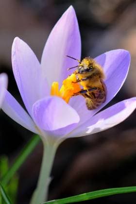 Ein großes Nahrungsangebot für die Biene. Die Honigbiene saugt Nektar aus dem Kelch der Krokusblüte , überträgt dabei den an ihr haftenden Pollen und bestäubt die nächste Blüte damit. Eisenärzt Bayern Deutschland Copyright: xRolfxPossx
