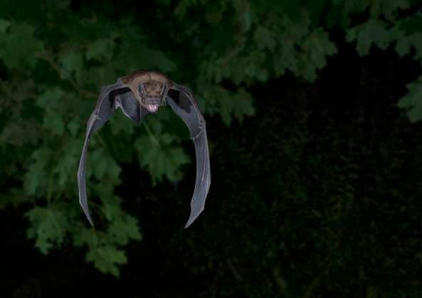 Großer Abendsegler (Nyctalus noctula) im Flug auf Suche nach Insekten im Wipfel des Ahornbaum, Brandenburg, Deutschland, Europa Copyright: imageBROKER DieterxMahlke ibxdim08505744.jpg