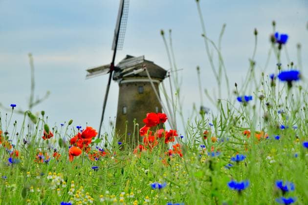Mohnblumen blühen wieder Mohnblumen blühen am 7. Juni 2023 auf einem Feld bei Neede in den Niederlanden. Im Hintergrund ist die Windmühle De Ole Mölle zu sehen. Neede Niederlande Niederlande _JK19134