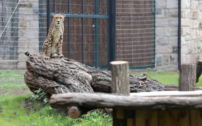 Bilder des Jahres 2023, News 07 Juli News Themen der Woche KW28 News Bilder des Tages Thueringer Zoopark Erfurt 14.07.2023, Erfurt, Thueringer Zoopark, Eroeffnung der Gepardenanlage (ehemals Giraffenanlage) im Bild: Gepardin Jala (5)