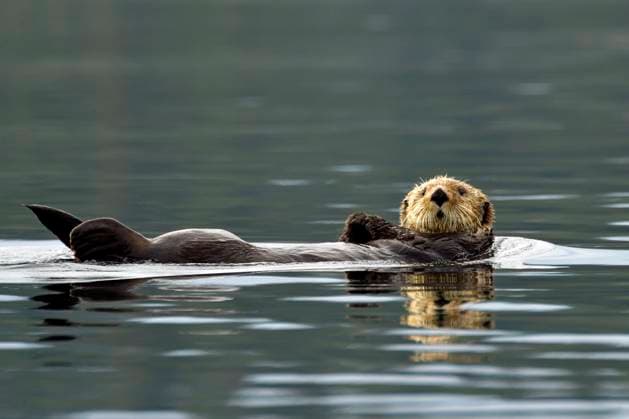Ein Seeotter (Enhydra lutris) treibt auf dem Rücken liegend auf der Wasseroberfläche, Prince William Sound, Alaska, USA, Nordamerika Copyright: imageBROKER ThomasxSbampato ibltps09402304.jpg