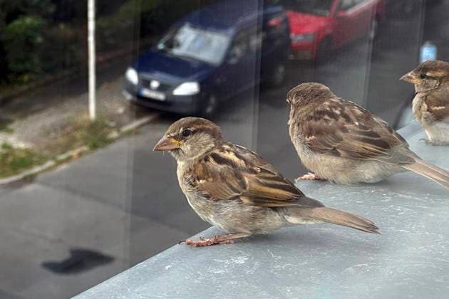 23.07.2023, Berlin, GER - Weibliche Haussperlinge sitzen auf einem Fensterbrett. (aussen, Aussenaufnahme, Berlin, deutsch, Deutschland, Europa, europaeisch, Fauna, Fensterbrett, Hausspatzen, Jahreszeit, niemand, Passer domesticus, QF, Querformat, Singvoegel, Sommer, Spatzen, Sperlinge, Sperlingsvoegel, Tiere, Tierreich, Tierwelt, Voegel, Weibchen, weiblich, Westeuropa, Wildtiere) 230723D001BERLIN.JPG