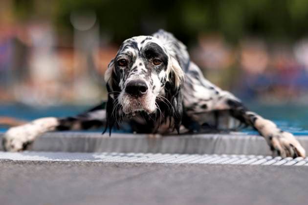 Bilder des Jahres 2023, Entertainment 09 September Entertainment Themen der Woche KW37 Entertainment Bilder des Tages Hunde beim 9. Kölner Hundeschwimmen im Freibad Stadion. Zum Abschluss einer jeden Freibad-Saison sind auch Hunde im Kölner Stadionbad erlaubt. Köln, 17.09.2023 NRW Deutschland Copyright: xChristophxHardtx