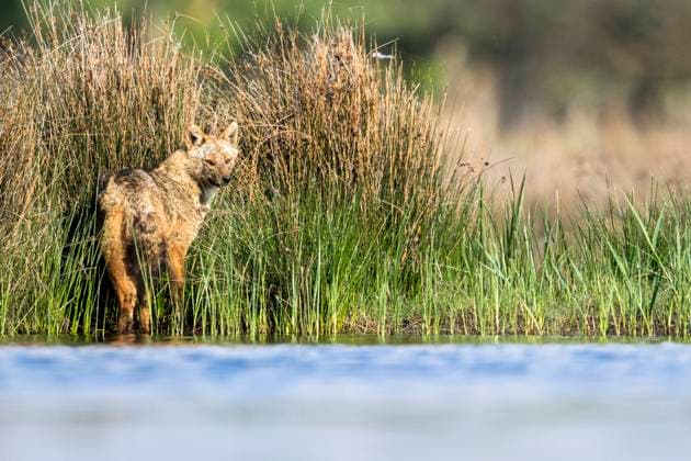 Europaeischer Schakal, Eurasischer Schakal, Europaeischer Gold-Schakal, Europaeischer Goldschakal, Goldschakal, Gold-Schakal (Canis aureus moreoticus, Canis moreoticus), steht am Gewaesserrand und schaut sich um, Rumaenien, Donaudelta Eurasian golden jackal, European jackal (Canis aureus moreoticus, Canis moreoticus), stands at the waterside an peering, Romania, Danube Delta BLWS694088