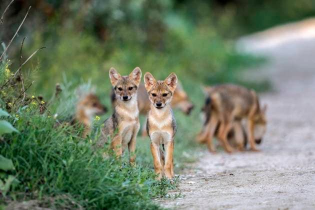 Europaeischer Schakal, Eurasischer Schakal, Europaeischer Gold-Schakal, Europaeischer Goldschakal, Goldschakal, Gold-Schakal (Canis aureus moreoticus, Canis moreoticus), junge Schakale am Strassenrand, Rumaenien, Donaudelta Eurasian golden jackal, European jackal (Canis aureus moreoticus, Canis moreoticus), juveniles on the wayside, Romania, Danube Delta BLWS694119